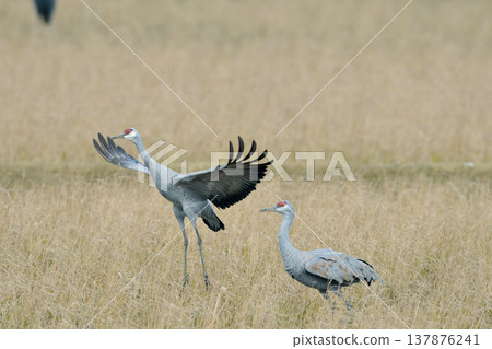 Sandhill cranes taking flight (Izumi City, Kagoshima Prefecture) 137876241