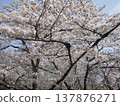 櫻花盛開 137876271