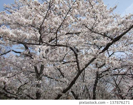 櫻花盛開 137876271