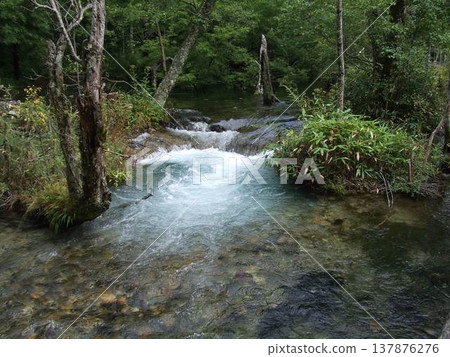 一條清澈的溪流流過一片綠色的森林 一條清澈的溪流流過一片綠色的森林 137876276
