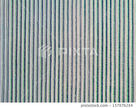 Aerial photography "Saitama Prefecture" Take a bird's-eye view of the green onion field with a drone 137876284
