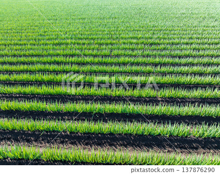 Aerial photography "Saitama Prefecture" Take a bird's-eye view of the green onion field with a drone Aerial photography "Saitama Prefecture" Take a bird's-eye view of the green onion field with a drone 137876290