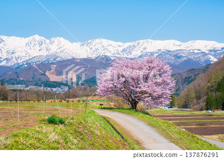 One cherry tree of Nodaira One cherry tree of Nodaira 137876291
