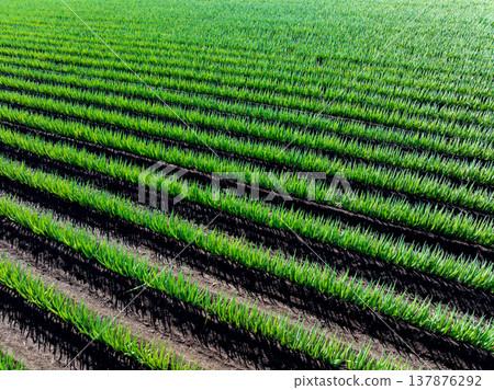 航拍「埼玉縣」用無人機鳥瞰大蔥田 137876292