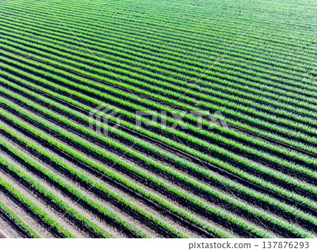 航拍「埼玉縣」用無人機鳥瞰大蔥田 137876293