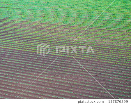 Aerial photography "Saitama Prefecture" Take a bird's-eye view of the green onion field with a drone 137876299