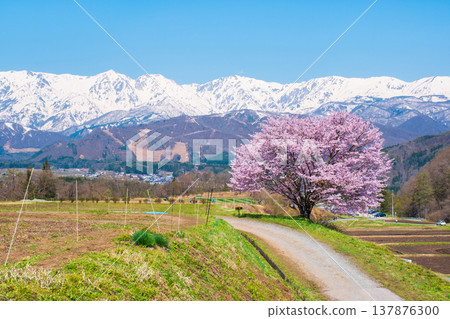 One cherry tree of Nodaira One cherry tree of Nodaira 137876300