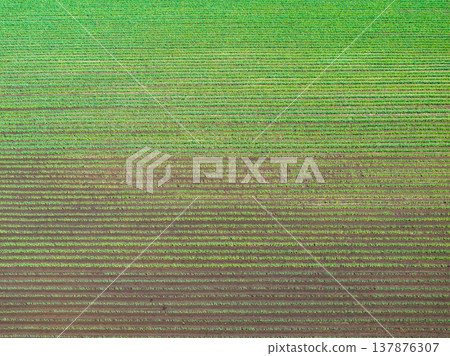 Aerial photography "Saitama Prefecture" Take a bird's-eye view of the green onion field with a drone 137876307