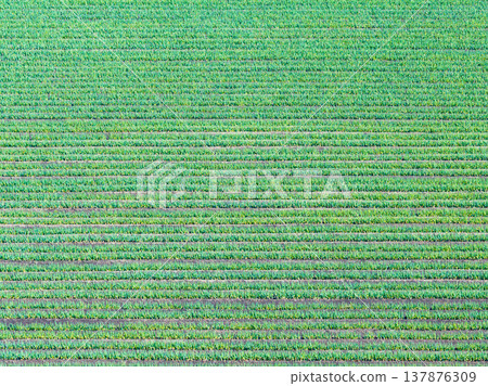 Aerial photography "Saitama Prefecture" Take a bird's-eye view of the green onion field with a drone 137876309