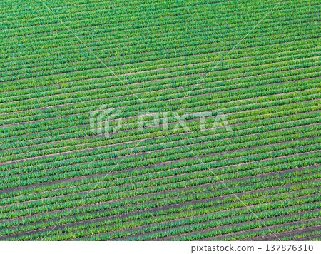 航拍「埼玉縣」用無人機鳥瞰大蔥田 航拍「埼玉縣」用無人機鳥瞰大蔥田 137876310