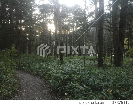 forest path shrouded in fog 137876312
