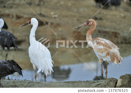 西伯利亞鶴的成鳥和幼鳥(鹿兒島縣和泉市) 西伯利亞鶴的成鳥和幼鳥(鹿兒島縣和泉市) 137876325
