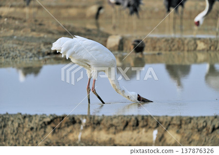 An adult White-naped Crane drinking water (Izumi City, Kagoshima Prefecture) An adult White-naped Crane drinking water (Izumi City, Kagoshima Prefecture) 137876326