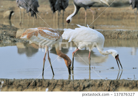 Adult and juvenile Siberian Cranes feeding (Izumi City, Kagoshima Prefecture) 137876327