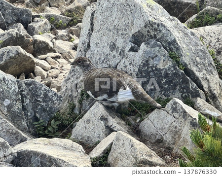 Mount Kashimayari Mount Kashimayari 137876330