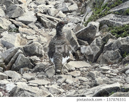 Rock ptarmigan on Mt. Goryu Rock ptarmigan on Mt. Goryu 137876331