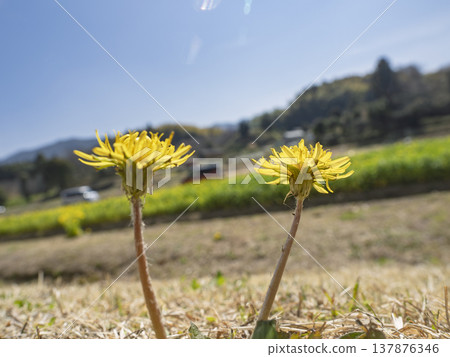 The vitality of spring dandelions and their fluff reaches towards the blue sky. The vitality of spring dandelions and their fluff reaches towards the blue sky. 137876346
