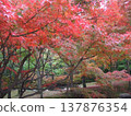 鮮紅的秋葉 137876354