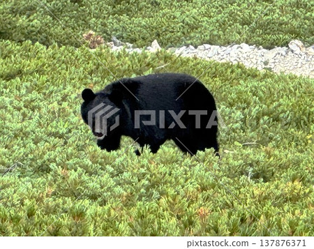 Black bears of Jigatake Mountain Black bears of Jigatake Mountain 137876371