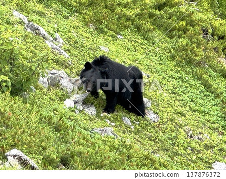 Black bears of Jigatake Mountain Black bears of Jigatake Mountain 137876372