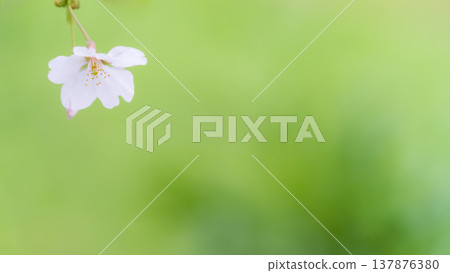 A single cherry blossom, a spring image. 137876380