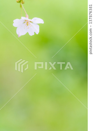 一朵櫻花，一幅春天的景象。 137876381