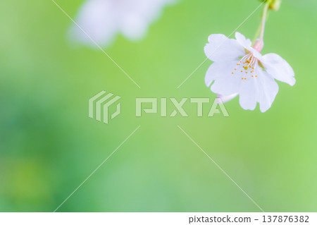 一朵櫻花,一幅春天的景象。 一朵櫻花,一幅春天的景象。 137876382