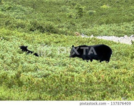 A mother and cub of Asiatic black bears at Jigatake Mountain A mother and cub of Asiatic black bears at Jigatake Mountain 137876409
