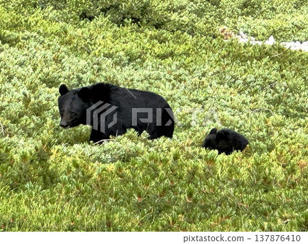 A mother and cub of Asiatic black bears at Jigatake Mountain A mother and cub of Asiatic black bears at Jigatake Mountain 137876410