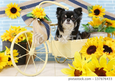 一隻吉娃娃犬在以夏季向日葵為靈感的手工背景前拍攝的照片。 一隻吉娃娃犬在以夏季向日葵為靈感的手工背景前拍攝的照片。 137876433