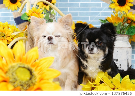 Two Chihuahuas sitting against a backdrop of summer sunflowers. 137876436