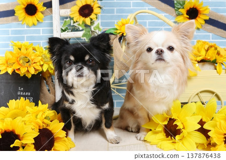 Two Chihuahuas surrounded by sunflowers, looking directly at the camera in this summer photo. Two Chihuahuas surrounded by sunflowers, looking directly at the camera in this summer photo. 137876438