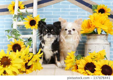兩隻吉娃娃犬坐在充滿夏日氣息、色彩鮮豔的背景前。 137876441