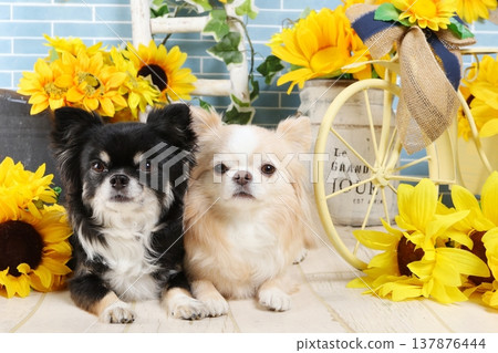 夏日里，幾隻黑褐色和奶油色的吉娃娃犬並排躺著拍照。 137876444