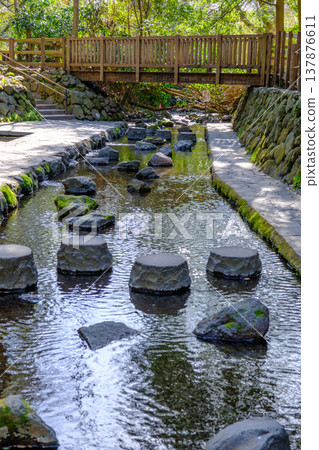 靜岡縣清水町柿田川公園的景色 137876611