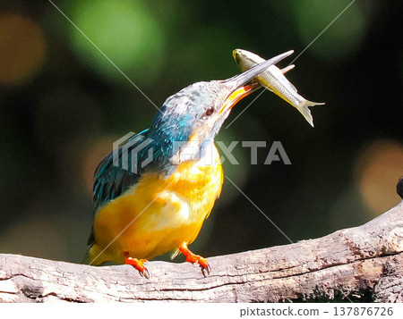 A kingfisher catching a fish in its beak / Kingfisher catching fish wildli A kingfisher catching a fish in its beak / Kingfisher catching fish wildli 137876726