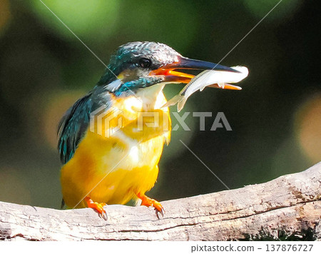 翠鳥用喙捕魚 / 翠鳥野生捕魚 137876727