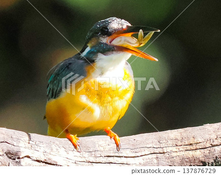 A kingfisher catching a fish in its beak / Kingfisher catching fish wildli 137876729
