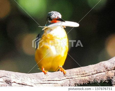 A kingfisher catching a fish in its beak / Kingfisher catching fish wildli 137876731