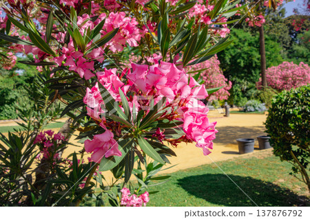 Oleander flowers in Seville, Spain Oleander flowers in Seville, Spain 137876792