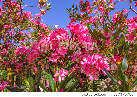Oleander flowers in Seville, Spain Oleander flowers in Seville, Spain 137876793