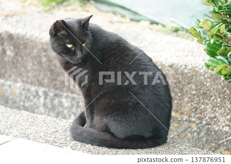 Black cat looking back Black cat looking back 137876951