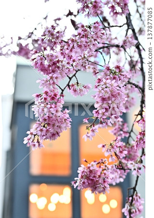 春天,岡龜櫻花在店前盛開。 春天,岡龜櫻花在店前盛開。 137877085