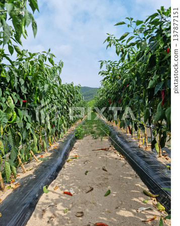 It is a field of red peppers ripening red. 137877151
