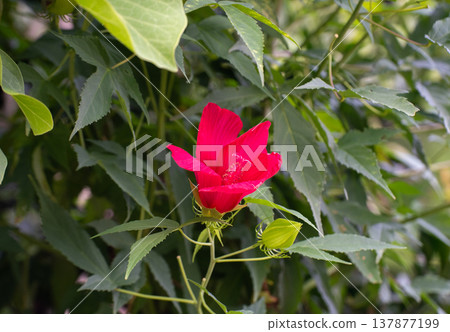 Momiji oi紅色花 137877199