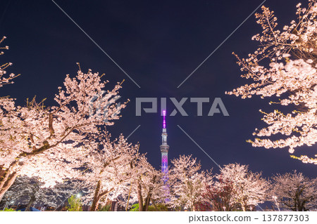 Nighttime cherry blossoms and Tokyo Skytree view at Sumida Park, Tokyo (Sumida Ward) 137877303