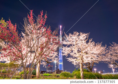 東京墨田公園(墨田區)的夜間櫻花和東京晴空塔景觀 東京墨田公園(墨田區)的夜間櫻花和東京晴空塔景觀 137877305