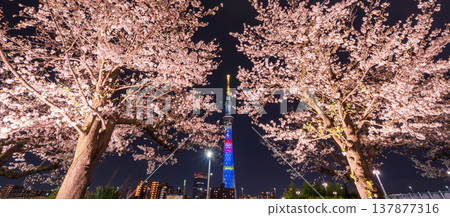 Nighttime cherry blossoms and Tokyo Skytree view at Sumida Park, Tokyo (Sumida Ward) Nighttime cherry blossoms and Tokyo Skytree view at Sumida Park, Tokyo (Sumida Ward) 137877316