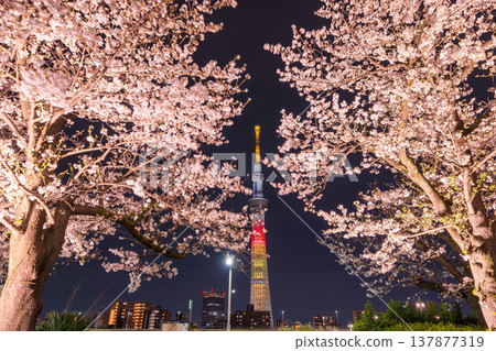 東京墨田公園(墨田區)的夜間櫻花和東京晴空塔景觀 東京墨田公園(墨田區)的夜間櫻花和東京晴空塔景觀 137877319