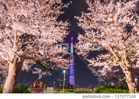 Nighttime cherry blossoms and Tokyo Skytree view at Sumida Park, Tokyo (Sumida Ward) Nighttime cherry blossoms and Tokyo Skytree view at Sumida Park, Tokyo (Sumida Ward) 137877320